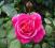 Róża pnąca 