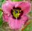 LILIOWIEC, LILIOWCE, HEMEROCALLIS ALWAYS AFTERNOON