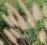 ROZPLENICA JAPOŃSKA LITTLE BUNNY PENNISETUM ALOP.