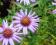 ASTER NISKI NIEB-LAWENDOWY wieloletni w doniczce