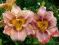 LILIOWIEC, LILIOWCE, HEMEROCALLIS FAUSTYNA