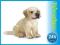 SCHLEICH GOLDEN RETRIVER SZCZENIAK OKAZJA 24H