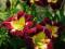 Liliowiec 'Night Beacon'   Hemerocallis