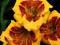 Liliowiec 'Jason Salter'   Hemerocallis