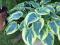 Funkia FIRST FROST  hosta do cienia