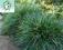 trawa ozdobna SESLERIA CAEURELA-SESLERIA SKALNA.