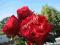 RÓŻA ANGIELSKA CZERWONA SILNIE PACHNĄCA