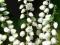 Wrzos, wrzosy KINLOCHRUEL piękne białe kwiaty