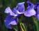 Iris sibirica 'Perry's Blue' - Kosaciec syberyjski