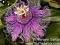 Passiflora incense,męczennica fioletowa