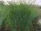 trawy ozdobne  MISCANTHUS SARABANDE-sadzonki GĘSTE