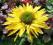 Echinacea , jeżówka ,,Daydream''