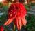 Echinacea,jeżówka,,HOT PAPAYA'' czerwone cudo