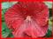 HIBISKUS BYLINOWY CRANBERRY CRUSH - KWIATY 20CM!
