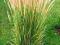 trawa ozdobna CALAMAGROSTIS KARL FOSTER -20%-14dni