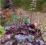 ŻURAWKA HEUCHERA PALACE PURPLE --- SADZONKI