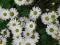 ZŁOCIEN WŁAŚCIWY BIAŁY MARGARETKA --SADZONKI