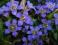 GORYCZKA LETNIA GENTIANA sadzonki z kwiatami