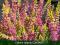 Wrzos calluna vulgaris CON BRIO fioletowe kwiaty