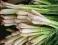 Aromatyczna_Trawa CYTRYNOWA__sadzonka w doniczce !