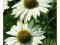 ECHINACEA  JEŻÓWKA PURPUROWA BIAŁA SADZONKI