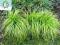 trawy ozdobne CAREX CAYROPHYLLEA 