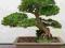 BONSAI __ MEGA ZESTAW _ 600 NASION _ NAJLEPSZE GAT