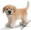 SCHLEICH GOLDEN RETRIEVER, SUCZKA new 09 DHL