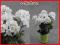 sztuczne kwiaty sztuczna pelargonia sztuczny kwiat