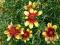 Nachyłek BENGAL TIGER_Coreopsis_NOWOŚĆ_kwitnie