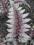 Athyrium niponicum Pewter Lace_Wietlica
