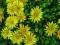 Delosperma Yellow Ice Plant Słoneczne dywany_
