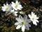 Przylaszczka - Hepatica transsylvanica Alba