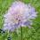 DRIAKIEW JAPOŃSKA niebieska Scabiosa kwitnące SADZ