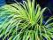 Złota trawa ACORUS OGON błyszczące liście PROMOCJA