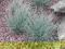 Kostrzewa Festuca cinerea 'Zwergenknig' MINIATURA