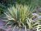 Jukka karolińska, Yucca 'Color Guard' - 3-letnia!