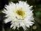 Złocień - Leucanthemum 'Aglaia'