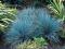 Kostrzewa popielata - Festuca glauca 'Azurit'