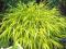 Hakonechloa macra 'All Gold' ORIENTALNA TRAWA