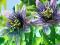 Męczennica Passiflora Purple Haze