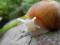 Lissachatina fulica jadatzi - ok 3cm muszla