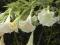 ! DATURA BRUGMANSIA BIAŁA - SADZONKA !!!