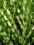 Miscanthus sinensis 'Gold Bar' - Miskant