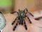 Poecilotheria metallica l8/9, s