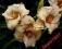 LILIOWIEC, LILIOWCE, HEMEROCALLIS NEW QUEST