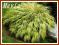 Hakonechloa smukła 'Aureola' - sadzonki p9