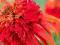 JEŻÓWKA HOT PAPAYA ECHINACEA9