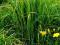 Spartyna grzebieniasta - Aureomarginata