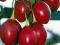 Pomidor drzewiasty,tamarillo-jadalne owoce